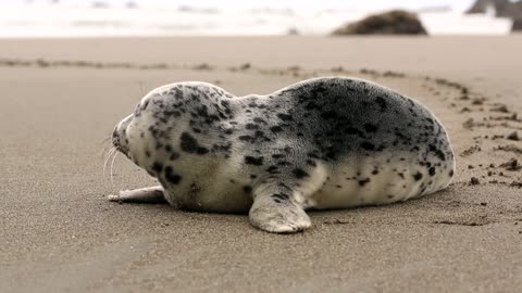 Seal