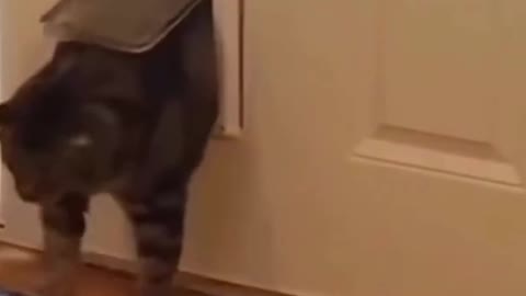 Funny Cat Stuck in Pet Door Opens Front Door #shorts