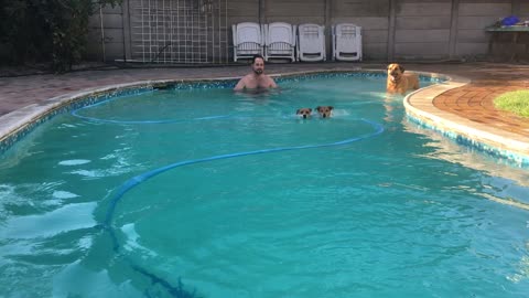 Dog olympics 50m freestyle swim