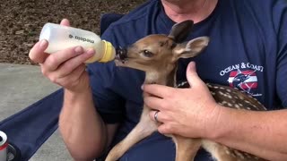 BABY DEER — Feeding a 3 day old deer!