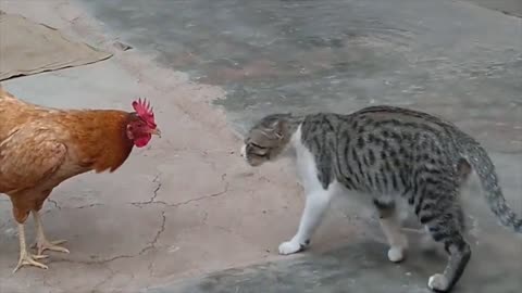 Cat Vs Rooster Fighting On The Stage Who Is The Winner😜