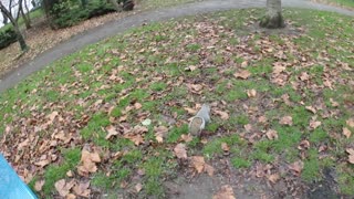 A gluttonous squirrel