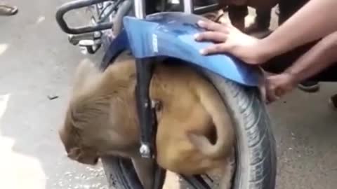 Monkey gets stuck in wheel of speeding bike