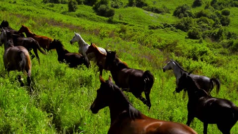 A Horde of Horses