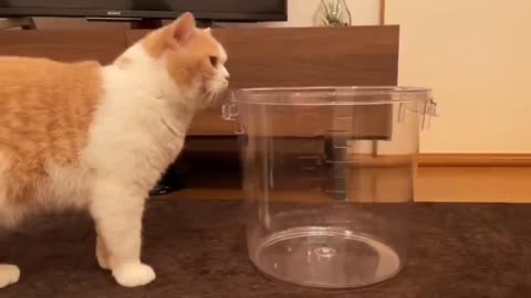 Curiosity kills the cat!