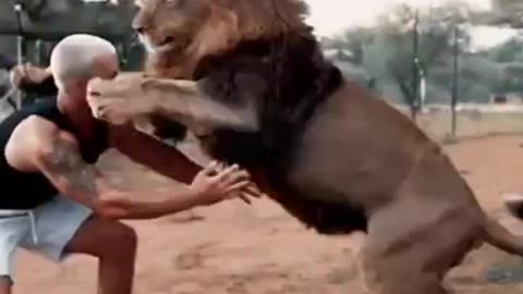 lion play with trainer☄️animals🦋4k 🥢funny video🔻memes#shorts #viral #trending