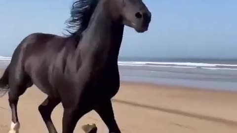 Beautiful horse running across the beach!❤️