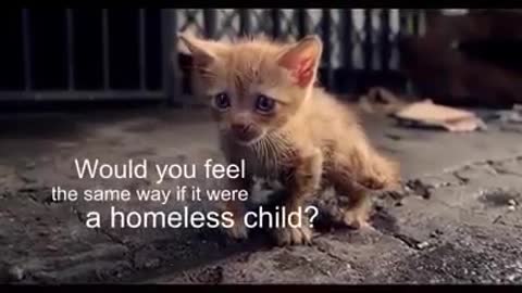 The life of a homeless kitten