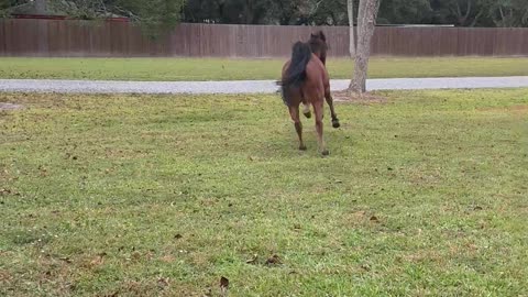 Horse Toots During Take Off