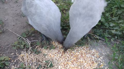 Feeding the chicken nuggets.