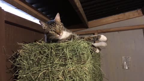 Lazy Kitty Day In The Barn