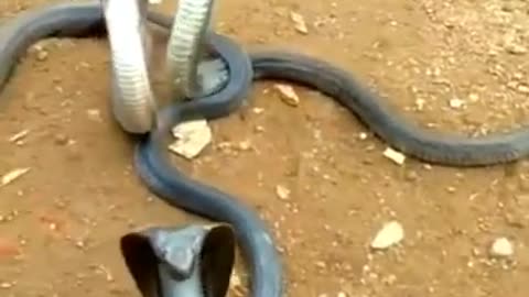 Snake couple