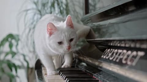 A Cat Walking Over The Piano Keys