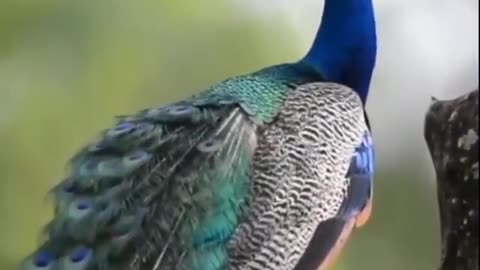 Quite peacock video