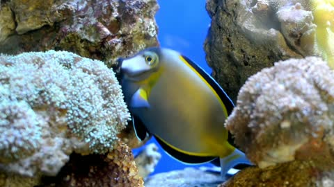 Fish Beautiful Fish Romp Fun Animal Marine Fish