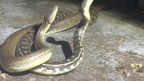 Two Carpet Pythons Tangle and Twist