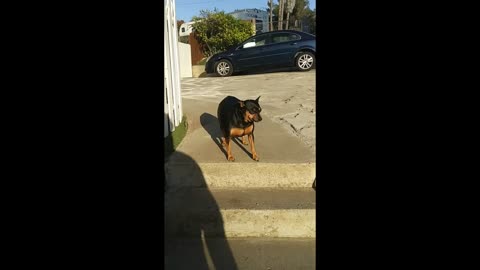 Cute Dog Tries To Tell Her Owner That Its Too Hot, Hillarious