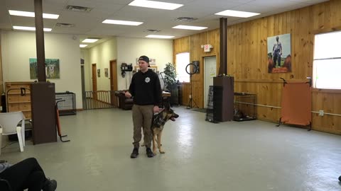 Dog traning loose lead walking