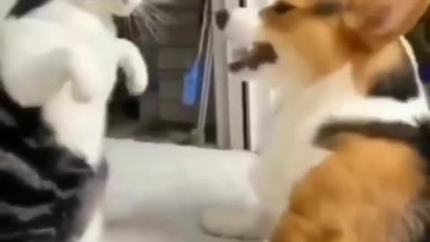 Cat dog video