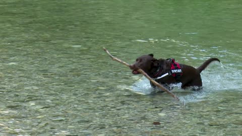 A dog comes out of the water holding a stick in his hand