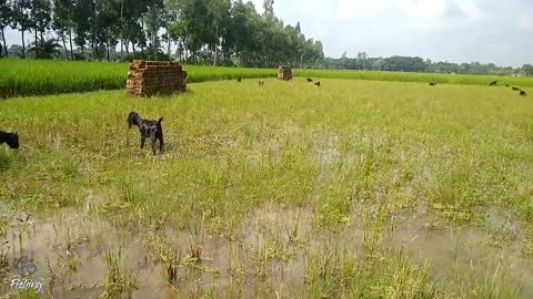 Amazing Hole Fish Trap- Smart Boy Build Fish Trap By Muddy soil ..