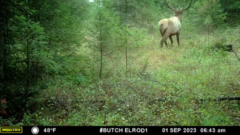 Bull Elk