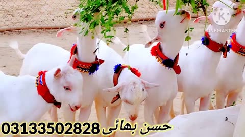 White Teddy Bacche|| 5,5 Mha ky World Record|| Biggest Goats Ghulabi Teddy گلابی ٹیڈے اگلی قربانی و|