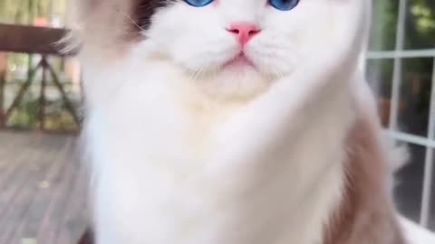 So Cute Cat
