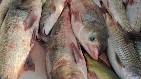 Amazing Fish Video l Big Prawns Carp Katla Rohu Fish Live Video In Fish Market