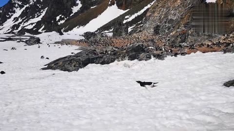 Beautiful penguins bird sliding ice ll beauriful animal videos