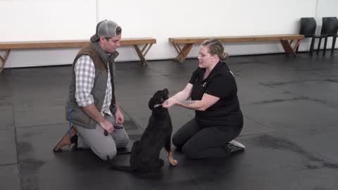 How To Stop your puppy from Biting - Professional Dog Training Tips