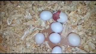 Egg hatching "parrots egg hatch" hatch time