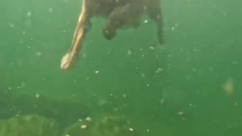 A dog that can dive
