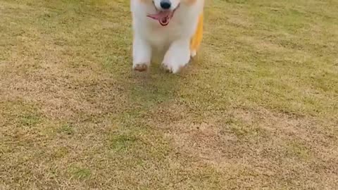 The joy of the dog running towards you