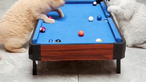 Cats play 8pool and cheeting cats