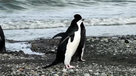 Penguin very beautiful penguin scenery (Full HD) [No Copyright Videos] Free Videos Footage Stock