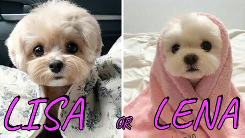 LISA OR LENA💖🥰| ( CUTE ANIMALS 😍😚)