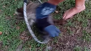 Adolescent Raccoon Rescued From Plastic Litter Trap