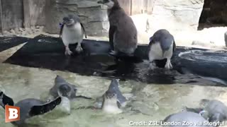 ADORABLE: Penguin Chicks Learn to Swim at London Zoo