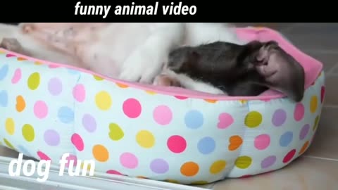 animal funny video 2022😁🤑cute animal video |animal love