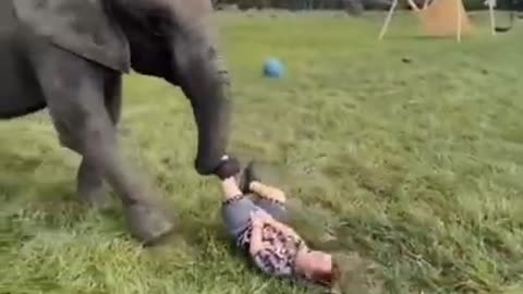 Elephant funny moment