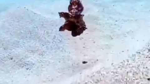 Relax,,,, some octopus never run forward