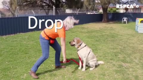 Free Dog Training Series - Lesson 1: how to teach your dog to sit and drop