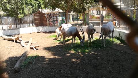 Hungry Family Of Horned Oryx Gathering In Zoo