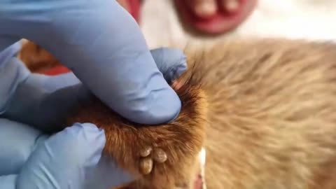 Giant Ticks Out From Dog's Body - Removing Giant Ticks on Dog - Ticks Removal Video (2)