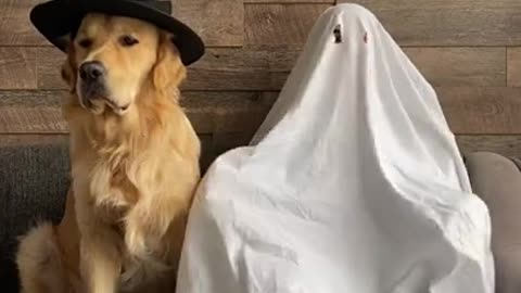 My Dog Turned into a Ghost