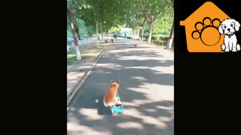 Adventurous dog having fun with skating board on the road