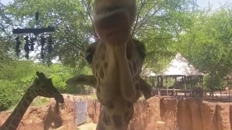 It turns out that the giraffe is not only long neck, mouth is so big