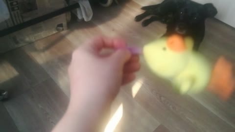 Dog playing with a toy in a children's tent