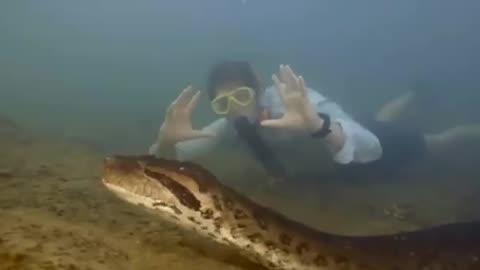 7 1/2 meter long anaconda 😱😱😱